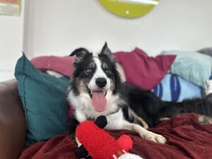 Pet Image